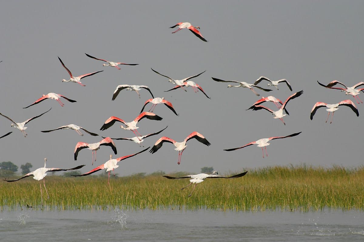 370+ bird species including Siberian cranes (winter)