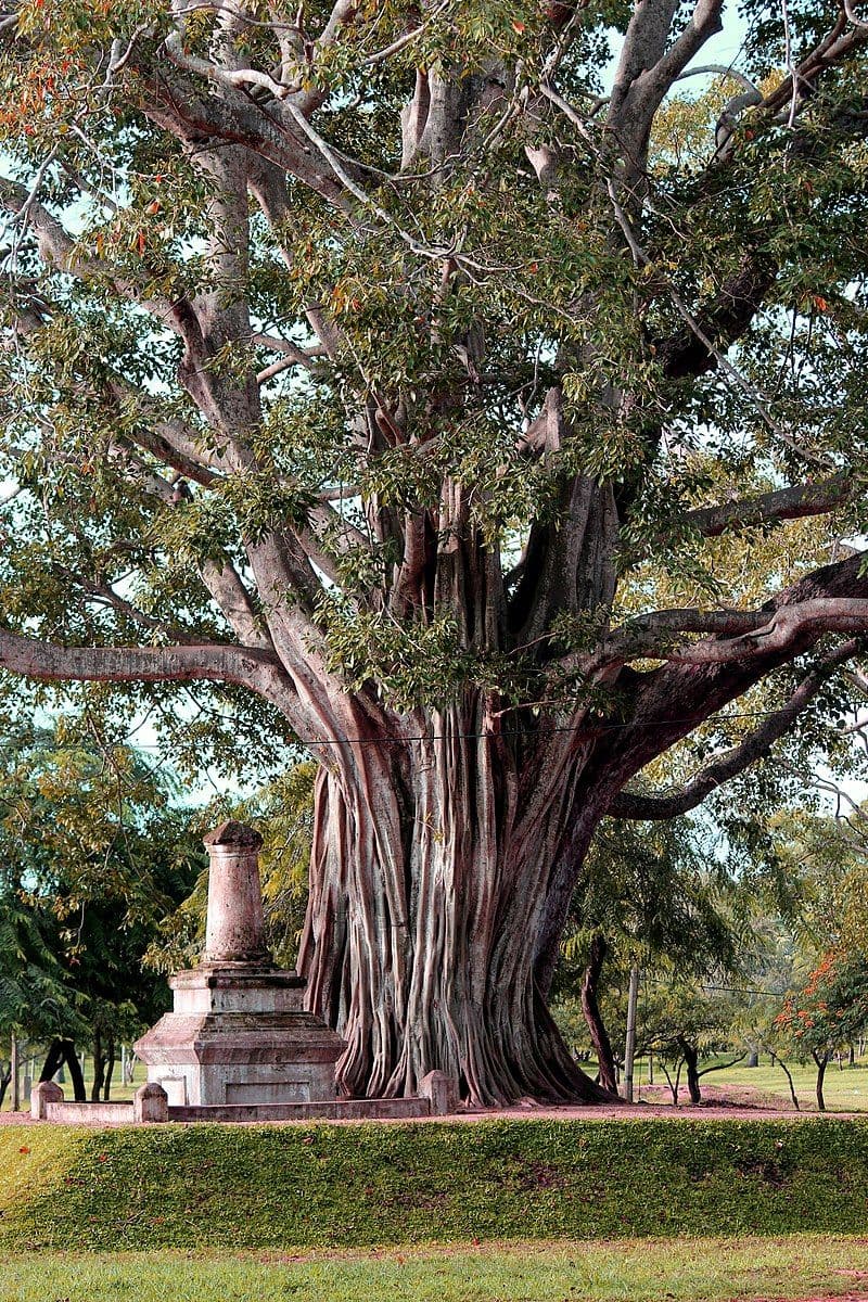 Bodhi Tree