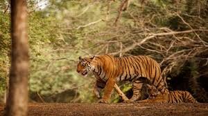 Delhi to Alwar-Sariska Same Day Tour